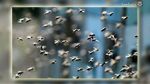 Ariana : Des abeilles causent la mort d’un jeune homme