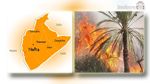 Nefta : 1400 palmiers endommagés dans un grave incendie